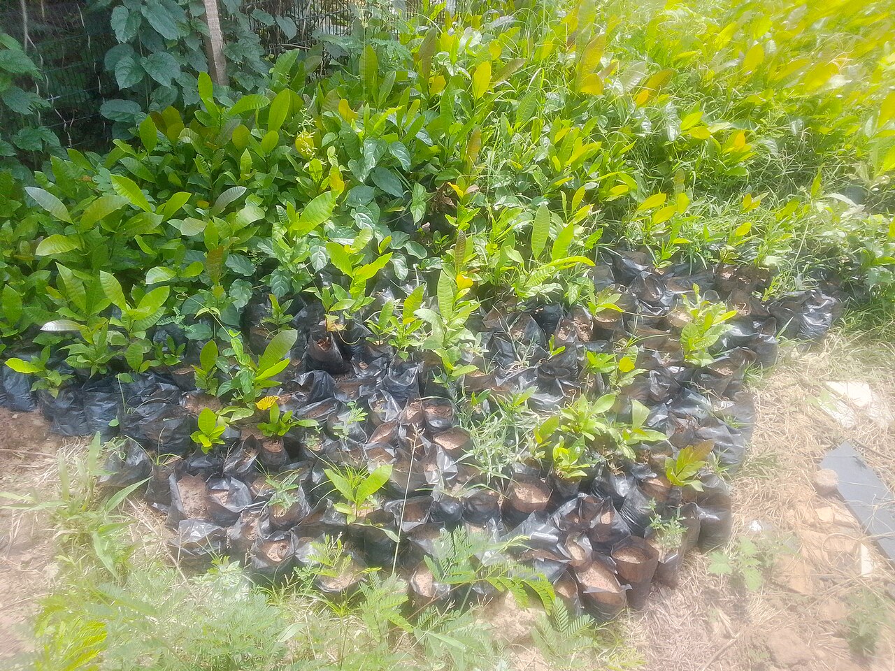 Nursery, Seedling & Economic Tree Production